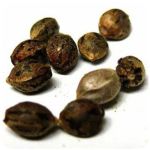 Семена марихуаны АК-47  (Seeds AK-47) в Северске